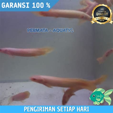 Jual Ikan Fish Palmas Albino Ikan Naga Air Tawar Aquascape Aquarium ...