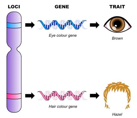 Genetic Locus - Biology Simple