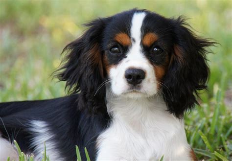 Cavalier King Charles Spaniel Puppies For Sale - AKC PuppyFinder