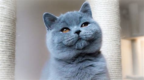 British Shorthair Cat Breed - Facts and Personality Traits - Siamese Of Day