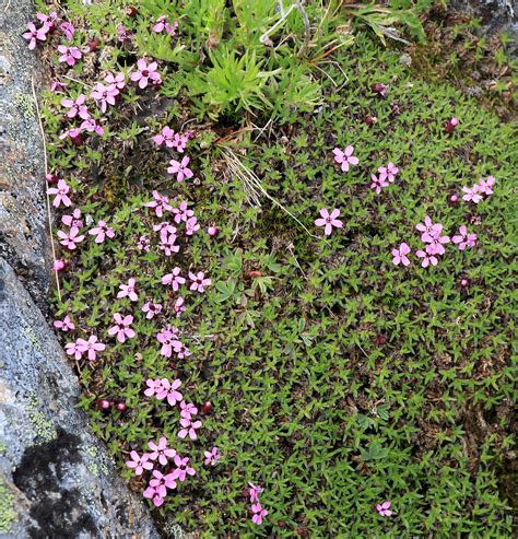 Trophy Mountain Meadows – Alpine Wildflowers – A Wildflower Journal