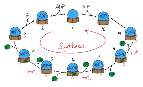 Synthesis of ATP by ATP synthase | Physical Lens on the Cell