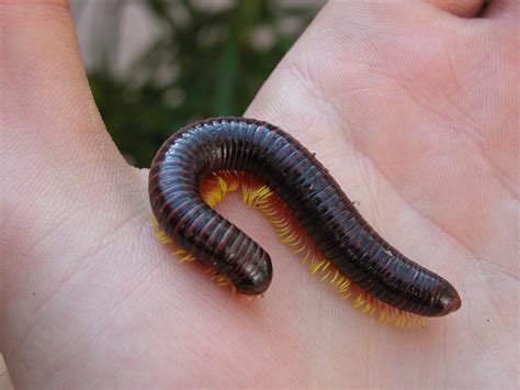 Millipede Problems - The Giant Millipede Resource