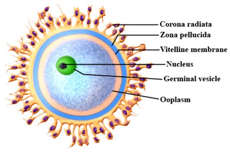 Immediate membrane covering the mammalian egg is