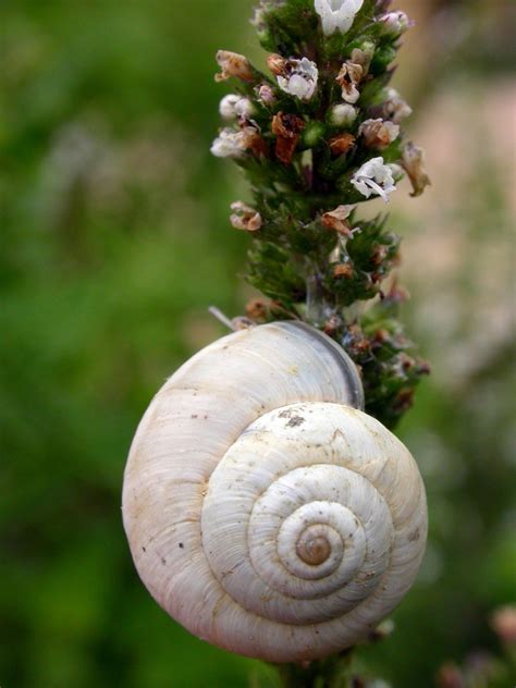 Escargot 03 Free Photo Download | FreeImages