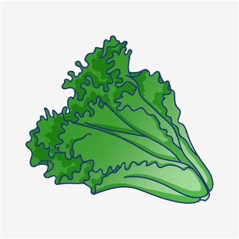 Dibujo De Lechuga ᐈ Lechugas Animadas Imágenes De Stock Vector