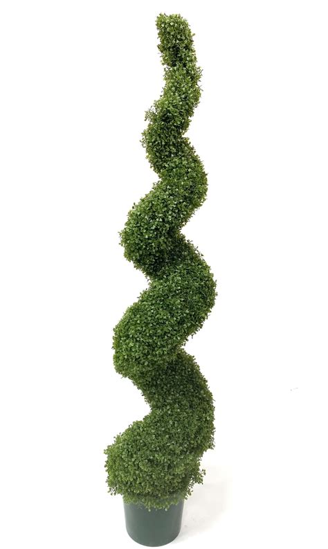 Boxwood Spiral Topiary 6′