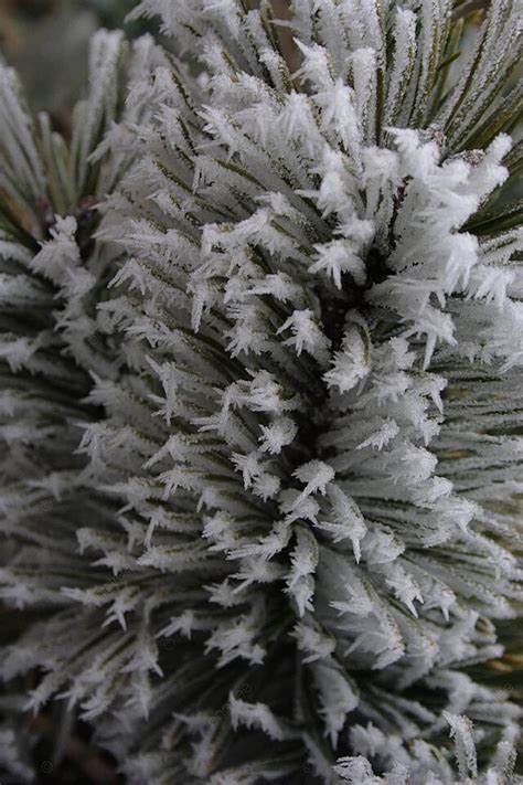 Hoar Frost On Conifer Frozen Macro Snow Photo Background And Picture ...