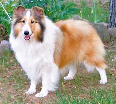 Sable Sheltie Color Is One We All Know And Love