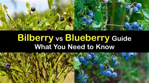 Bilberry and Blueberry Differences - How to Tell