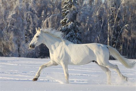 White horse - campestre.al.gov.br