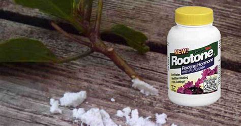 Rooting Hormone: How To Use Rootone For More Plants From Cuttings