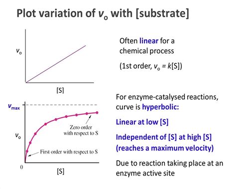 Enzyme Kinetics Graph Examples