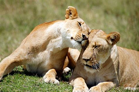 Best Lion Hug Stock Photos, Pictures & Royalty-Free Images - iStock