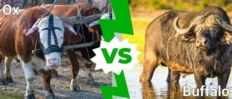 Ox Vs Buffalo: What Are the Differences? - IMP WORLD