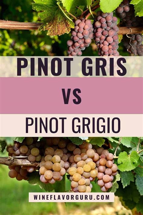 Pinot Gris vs. Pinot Grigio: Origin, Characteristics, Food Pairing, Price