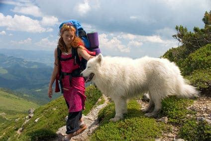 How to Get The Most From The Samoyed Temperament