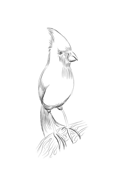 Vector line drawing bird sitting at maple tree branch, sketch of ...