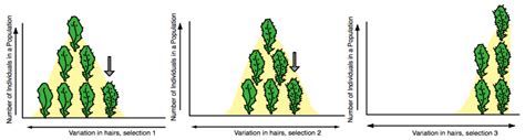 Variation and Selection: Modeling Evolution in Fast Plants