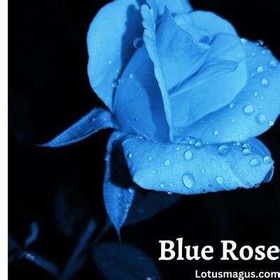 Blue Rose Meaning - Dark Colored Roses are Symbol of Love?