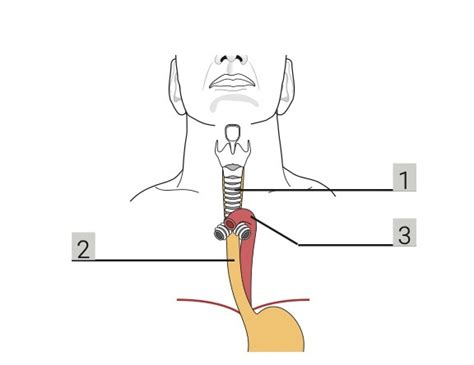 esophagus Diagram | Quizlet