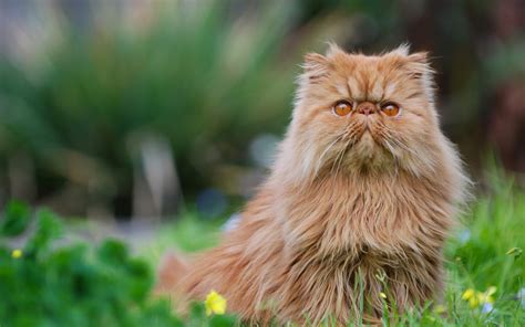 Persian Cat Breed Profile | Australian Cat Lover