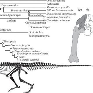 (a) Simplified phylogeny for Archosauria modified from Nesbitt [16 ...