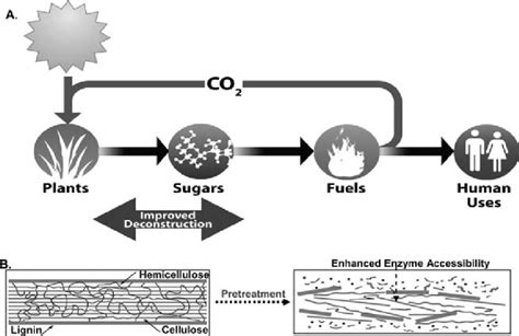 1 Picture showing various steps involved in the biofuel production ...