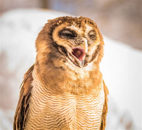 Screeching Owl stock photo. Image of feathers, orange - 51957482