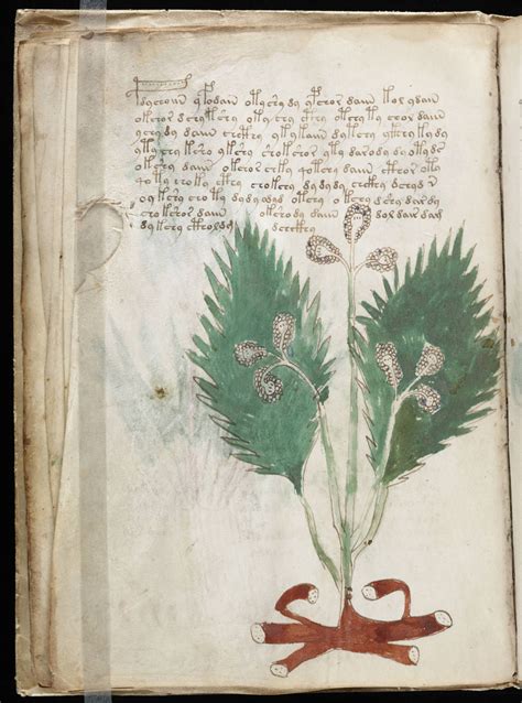 ヴォイニッチ手稿 | Voynich manuscript, Manuscript, Botanical sketchbook