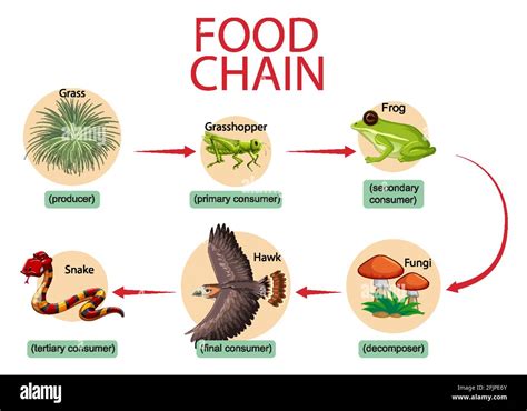 Food chain diagram concept illustration Stock Vector Image & Art - Alamy