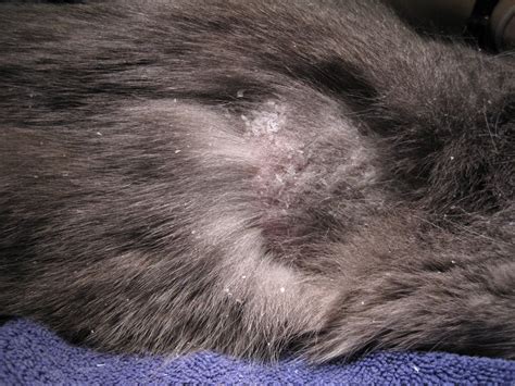 Cat Skin Cancer Lesions