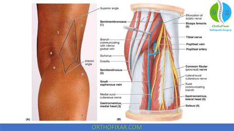 Popliteal Surface