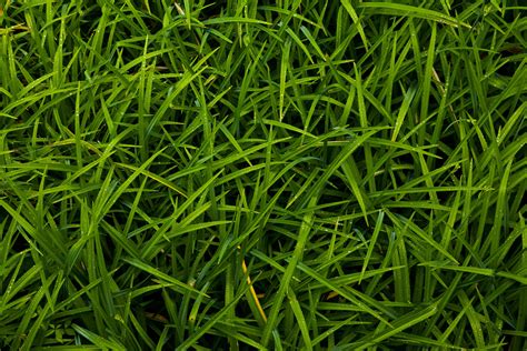 Grass Texture