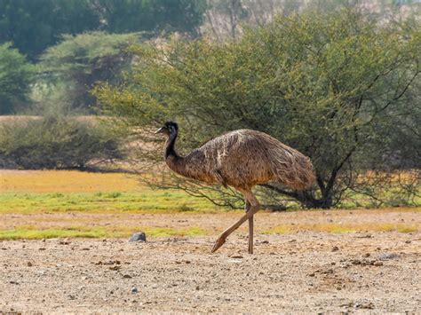 What Is The National Bird of El Salvador? (And Why?) | Birdfact