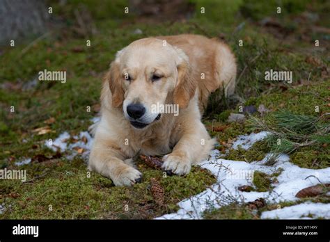 Golden retriever puppy playing Stock Photo - Alamy