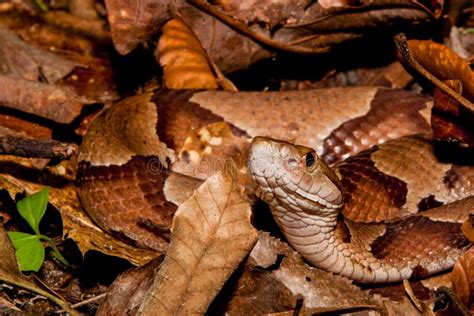 Copperhead Snake (Agkistrodon Contortrix) Stock Image - Image of ...