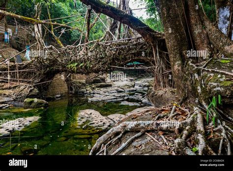 Mawlynnong living root bridge, Meghalaya, India, Asia Stock Photo - Alamy