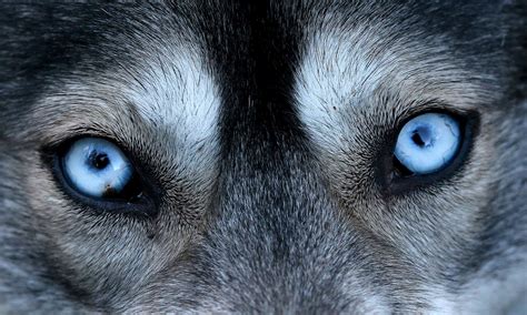 Goodinfo: Husky Blue Eyes Close Up