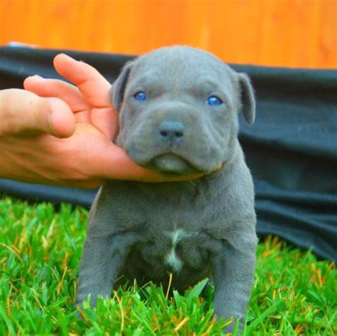 Blue Nose Pitbull Puppies Facts for Adoption | Pitbull Puppies