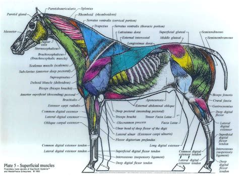 Diagram Of Horse Anatomy Horse Anatomy Muscle Diagram Diseas