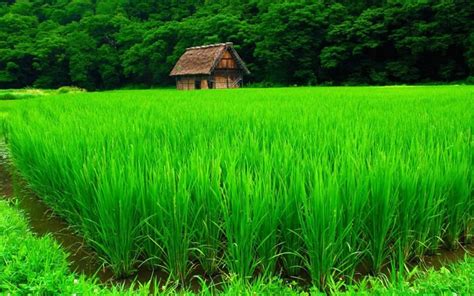 4K Resolution Green Nature Wallpaper 4K - Download green nature ultrahd ...