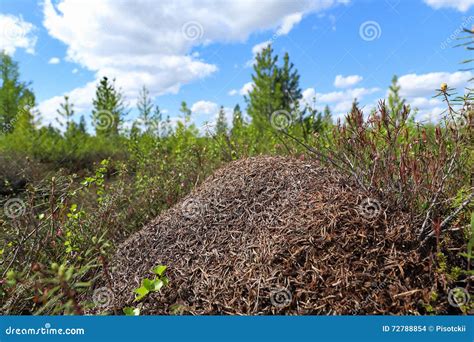 Colony of Ants in the Summer Afternoon Stock Photo - Image of anthill ...