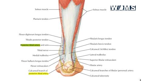 Posterior Tibial Vein Anatomy | Sexiz Pix