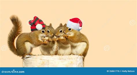 Christmas Squirrels. Royalty Free Stock Image - Image: 26861776