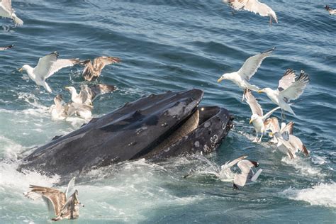 Whale Feeding in the Water Nearly Swallows Kayaker in Harrowing Video ...