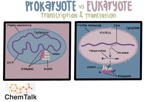 Gene Expression | ChemTalk