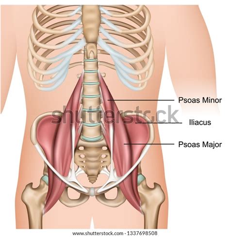 Psoas Major Muscle Anatomy 3d Medical Stock Vector (Royalty Free ...