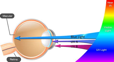 How Blue Light Affects Your Health — Eye Priority