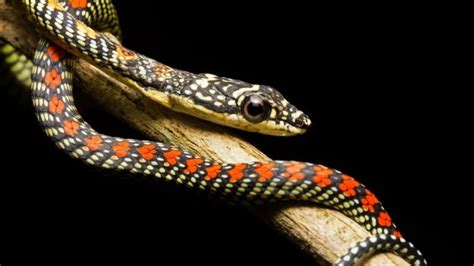 10 Weird Snakes That Make You Question What’s Possible in Nature